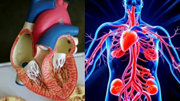 Human Body Cardiovascular System
